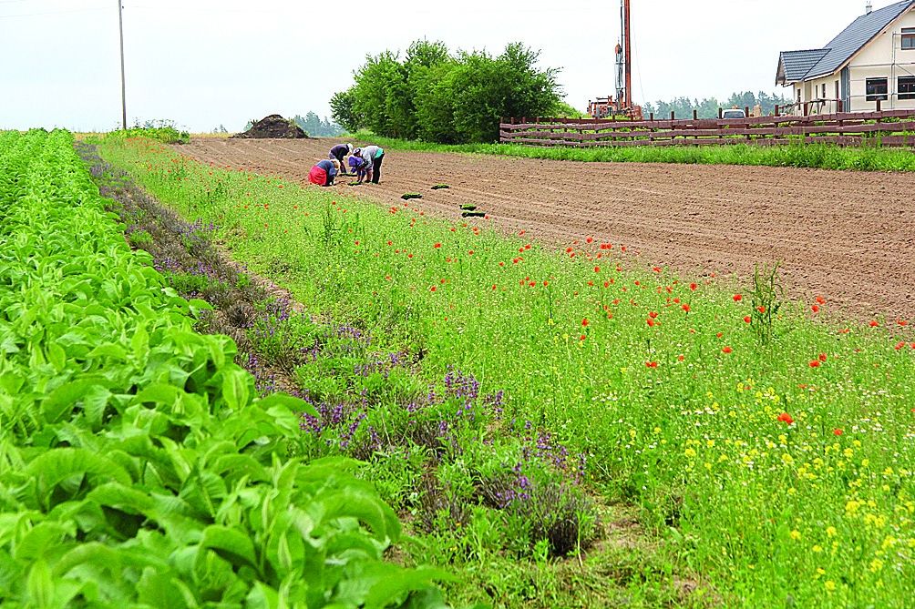 Autors: Agris Samcovs