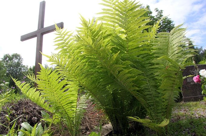 Autors: Agris Samcovs