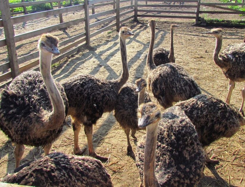 Strausu ferma „Mazzariņi”