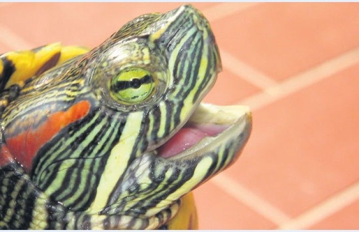 Sarkanausu bruņurupuči
Autors: Diena.lv