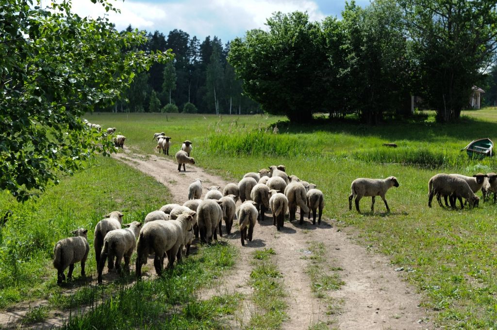 Aluksniesiem.lv raksta attēla aizvietotājs