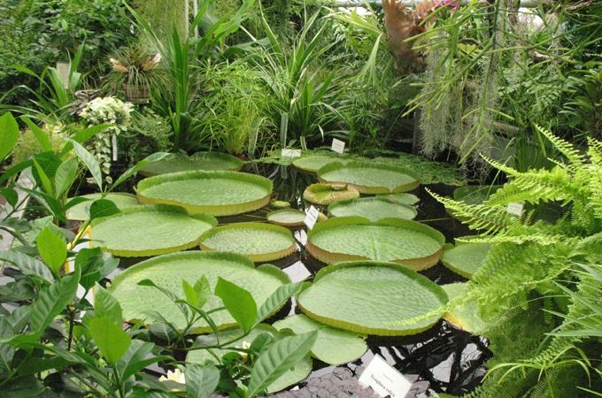 Autors: botanika.lu.lv