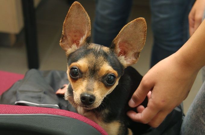 Autors: Agris Samcovs