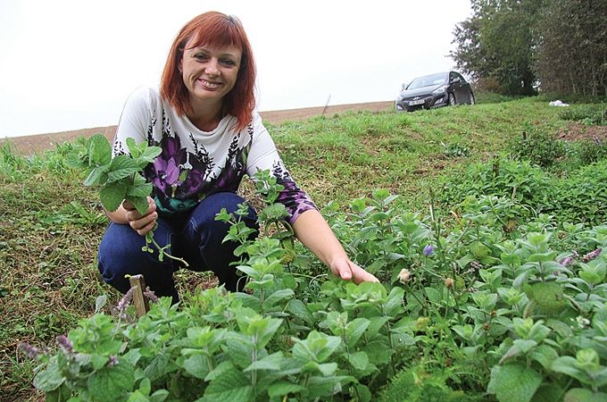 Ar smaržīgu piparmētru tēju Latvijas lauku tūrisma asociācijas «Lauku ceļotājs» organizētajā akcijā «Atvērtās dienas laukos» nākamnedēļ savus viesus cienās Lolita Duge Vilces pagastā. Tur saimniecībā «Terēni» zaļo ne tikai ierastā piparmētra, bet arī tās līdzinieces.
Autors: Agris Samcovs
