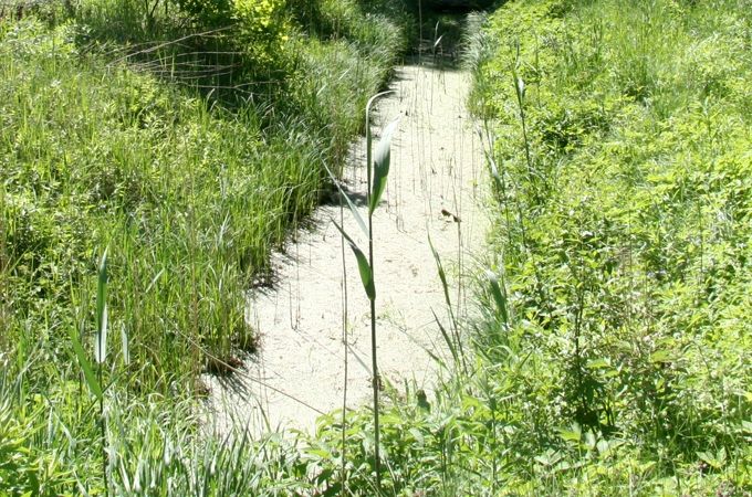 Autors: no ZZ arhīva