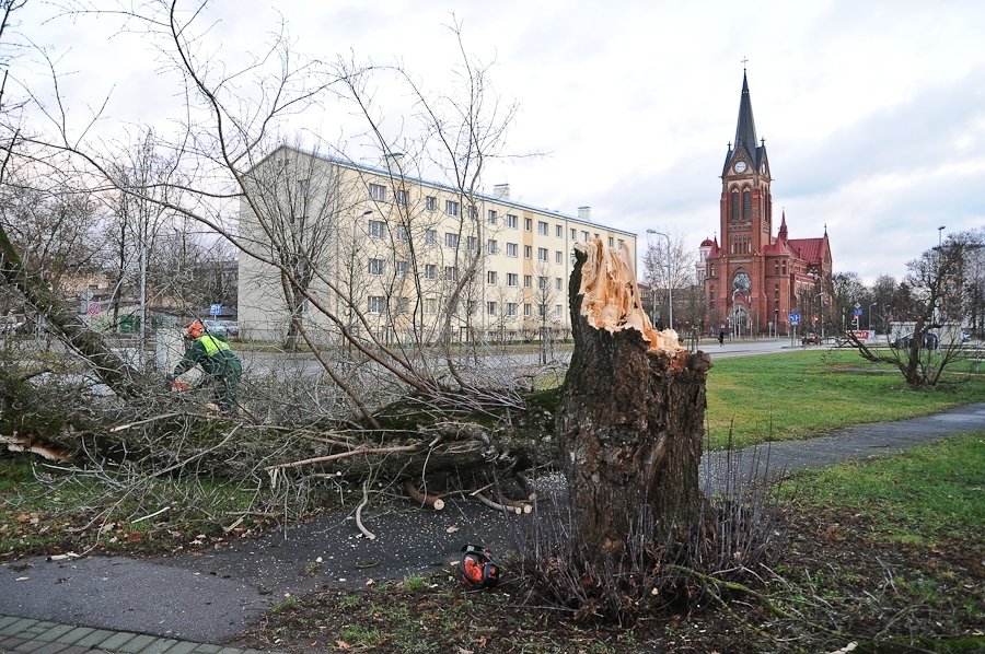 VUGD palīdzība bijusi vajadzīga, lai novāktu divus «Billijas» nolauztus kokus – Tērvetes ielā un Pasta ielā.
Autors: Ruslans Antropovs