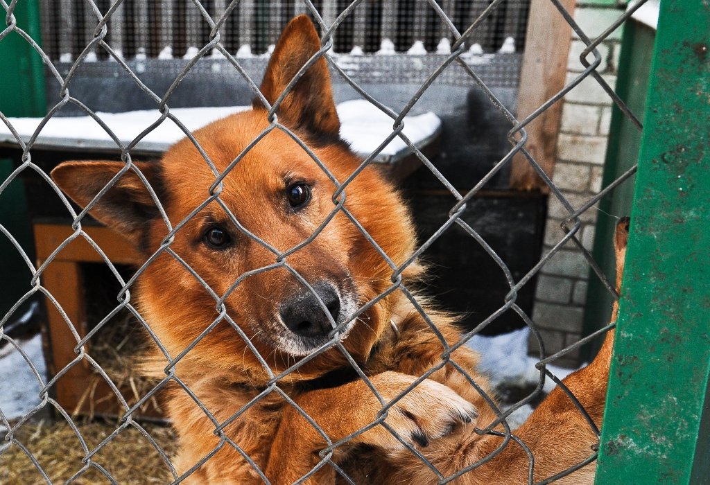 Par spīti pieklājīgajam vecumam, mīļus saimniekus, kas varētu kompensēt iepriekšējo nevērību un pat cietsirdību, ļaujot ieaugt ādā kakla siksnai, joprojām gaida rudā kažoka īpašnieks Rodžers. Viņa mierīgais skats un cēlā stāja liecina, ka spēja uzticēties vēl nav sagrauta.
