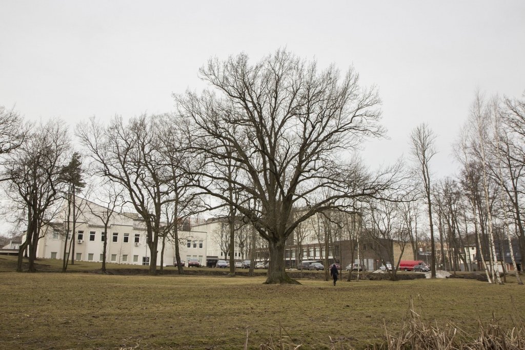 Aluksniesiem.lv raksta attēla aizvietotājs
