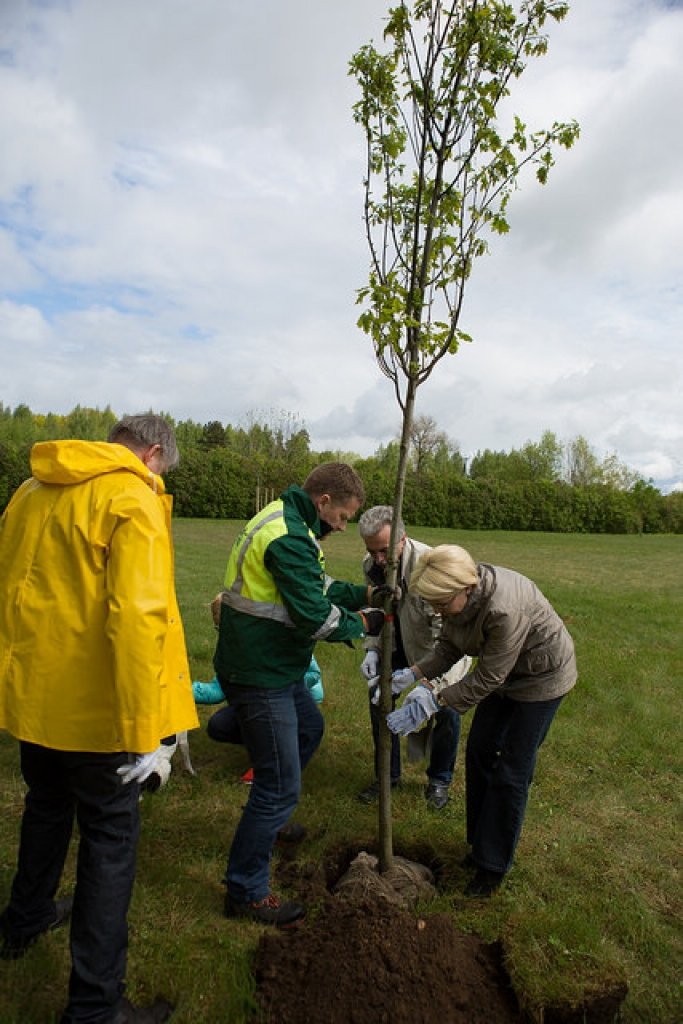 Aluksniesiem.lv raksta attēla aizvietotājs