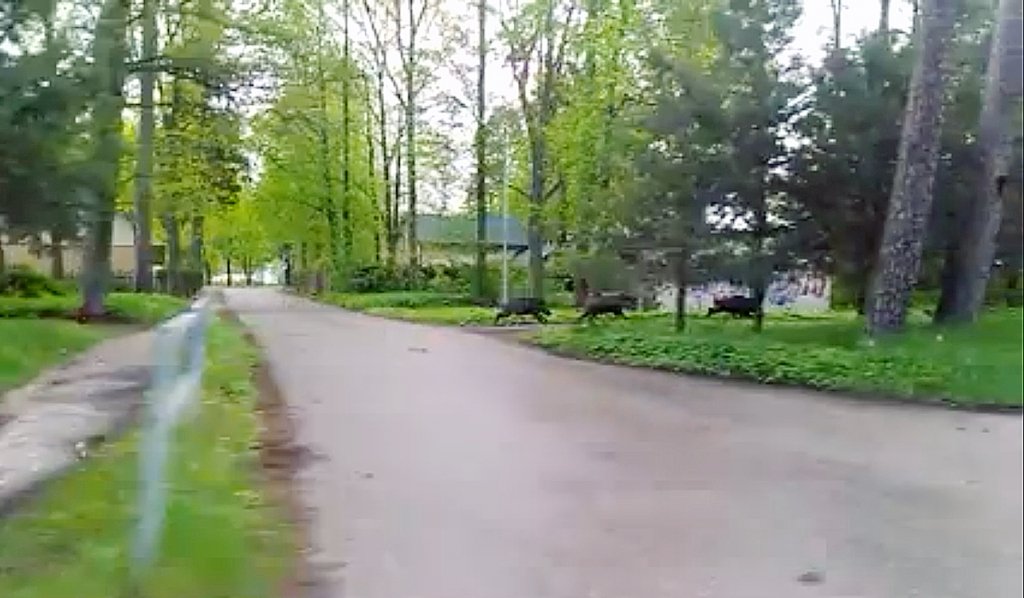 Aluksniesiem.lv raksta attēla aizvietotājs