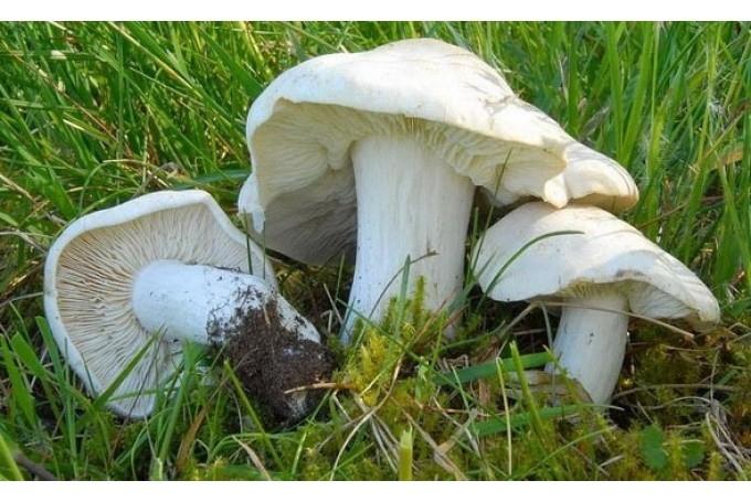 Patujāra šķiedrgalvīte