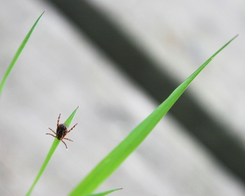 Avots: https://www.flickr.com/photos/courtneycelley/