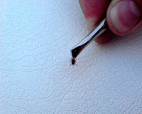 Avots: https://www.flickr.com/photos/courtneycelley/