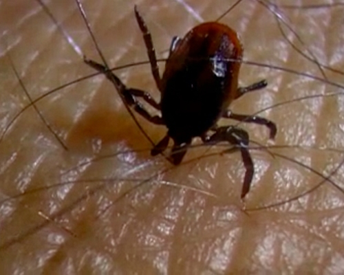 Avots: https://www.flickr.com/photos/courtneycelley/