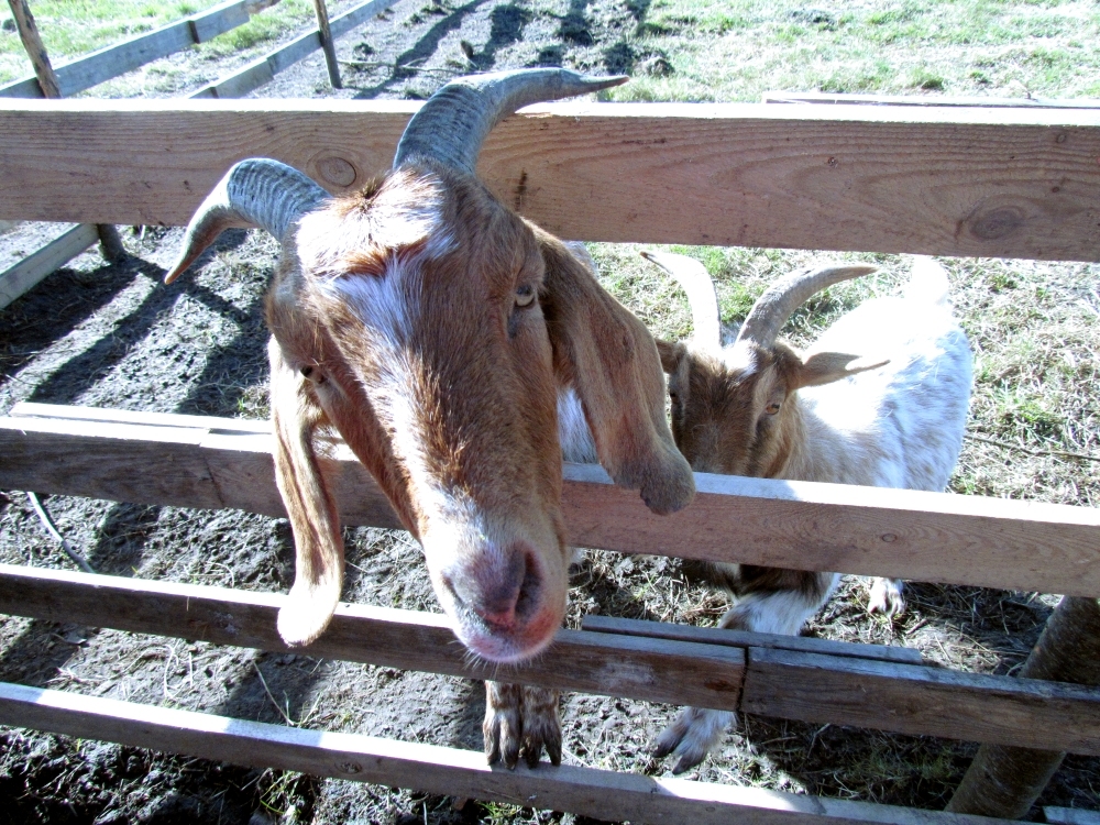 «Pie tēvoča Garika»