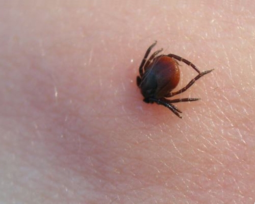 Avots: https://www.flickr.com/photos/mplonsky