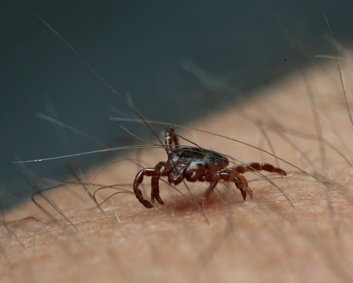 Avots: https://www.flickr.com/photos/courtneycelley/