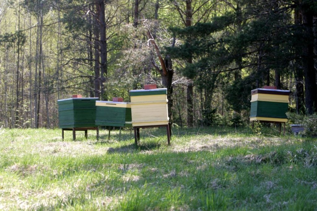 Aluksniesiem.lv raksta attēla aizvietotājs