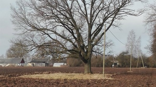 Teritorija zem koka netiek arta.