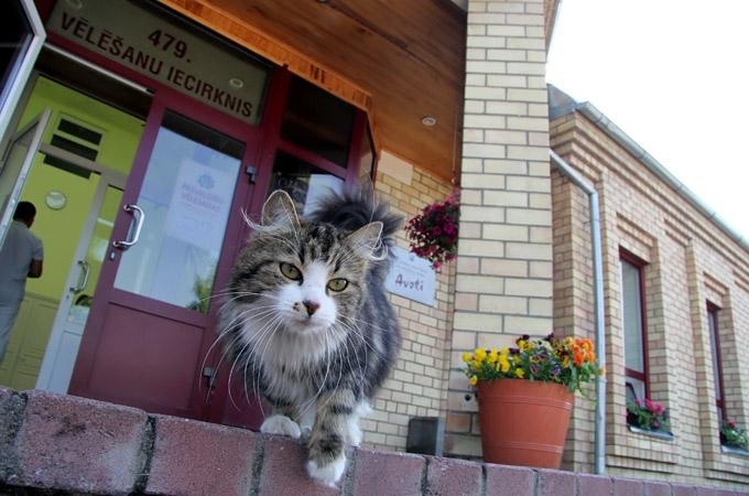 Aluksniesiem.lv raksta attēla aizvietotājs