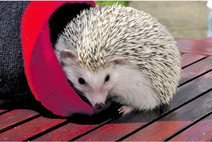 Sise taisās līst savā migā, kas iekārtota cepurē. Ik pa laikam,
esot savā guļvietā, ežu meitene mēdz pa izkosto caurumiņu izbāzt ārā purniņu.