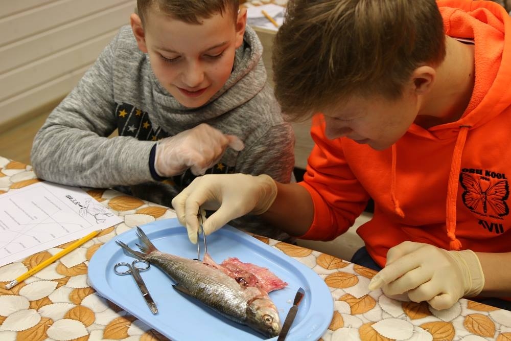 Aluksniesiem.lv raksta attēla aizvietotājs