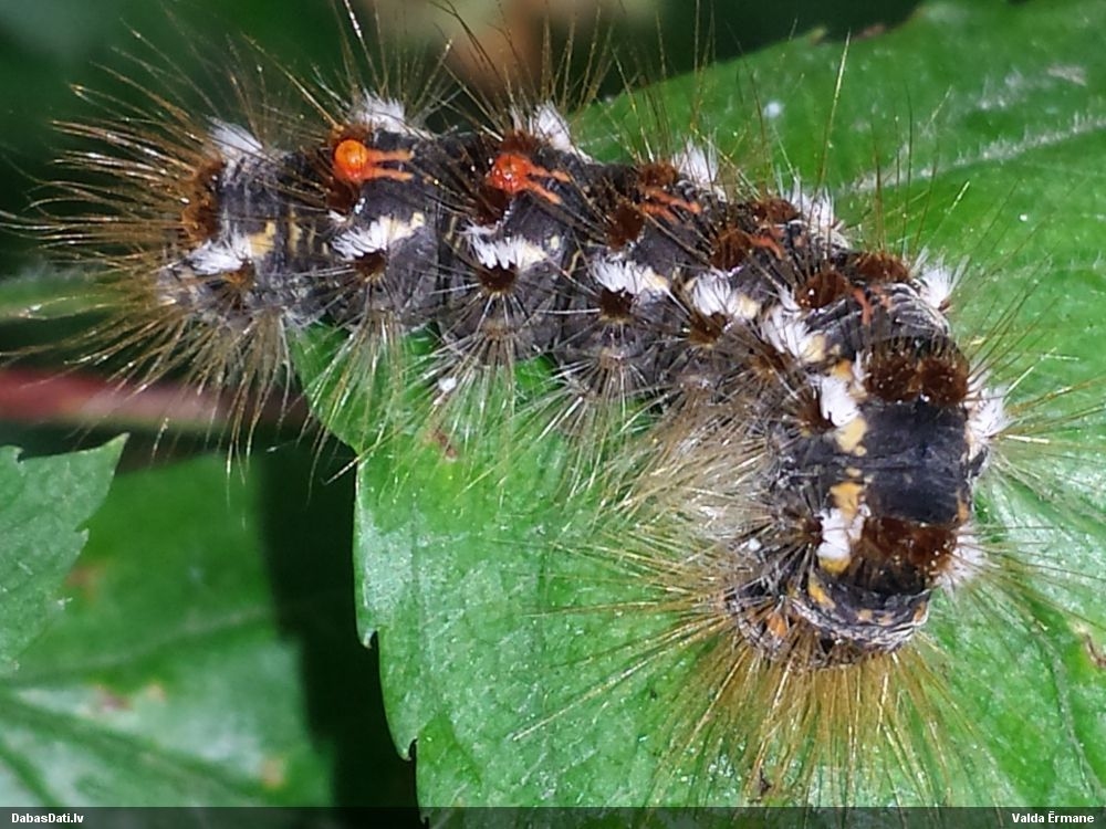 Zeltvēdera mūķene