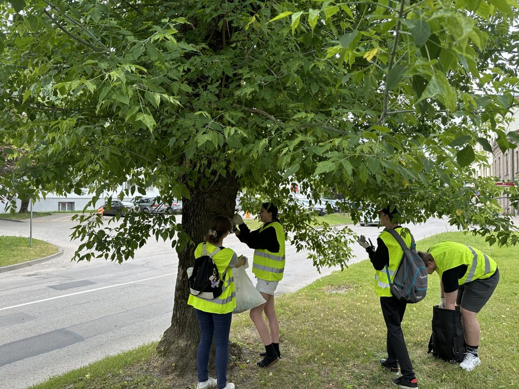 Aluksniesiem.lv raksta attēla aizvietotājs