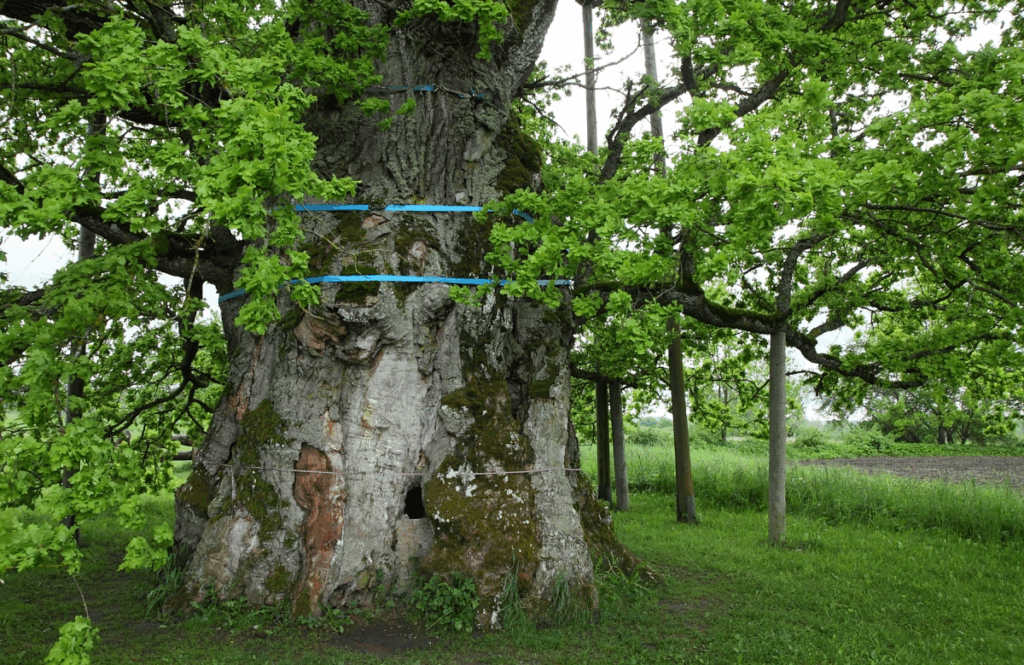 Aluksniesiem.lv raksta attēla aizvietotājs