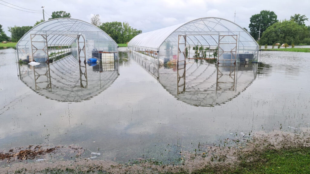 Pērnās vasaras lietavās cieta zemeņu stādījumi.