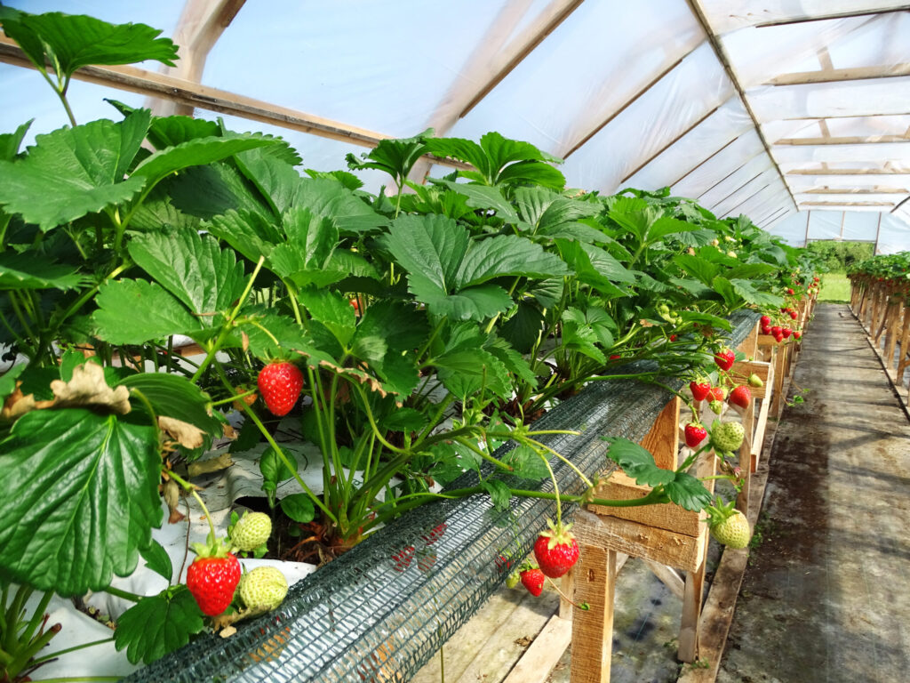 Uz plauktiem kūdras maisos audzētās ogas ienākas visagrāk.