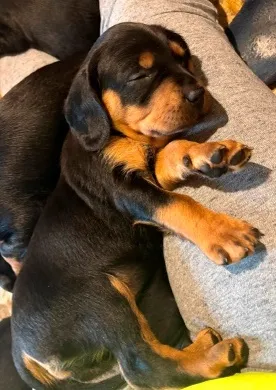 JAUNAIS ģimenes loceklis – medību dzinējsuns jeb slovāku kopovs Amber Tala.