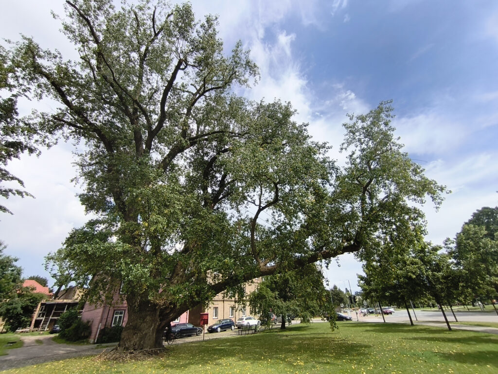 Aluksniesiem.lv raksta attēla aizvietotājs